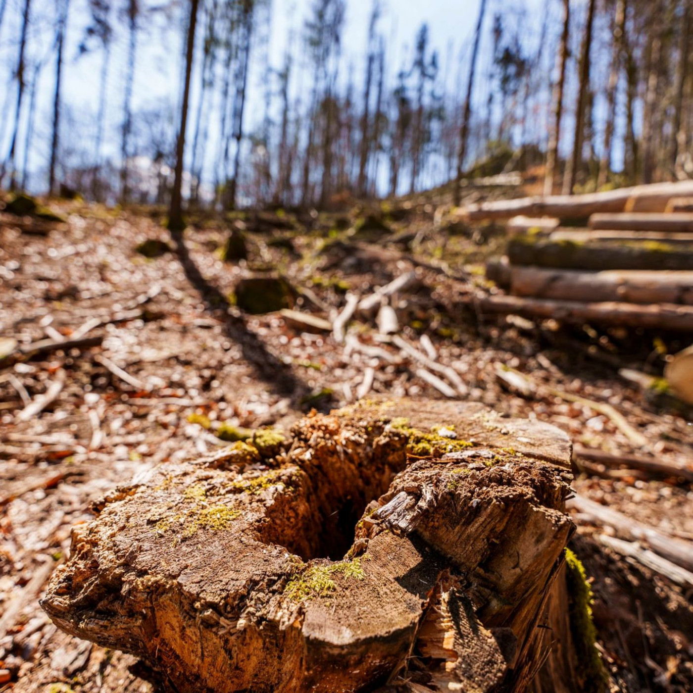 EU-Einigung auf schwächeres Waldschutzgesetz