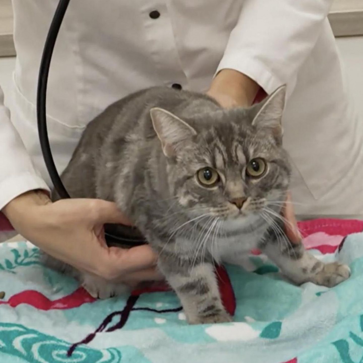 Katze stirbt an Vogelgrippe – was Haustierhalter jetzt wissen sollten