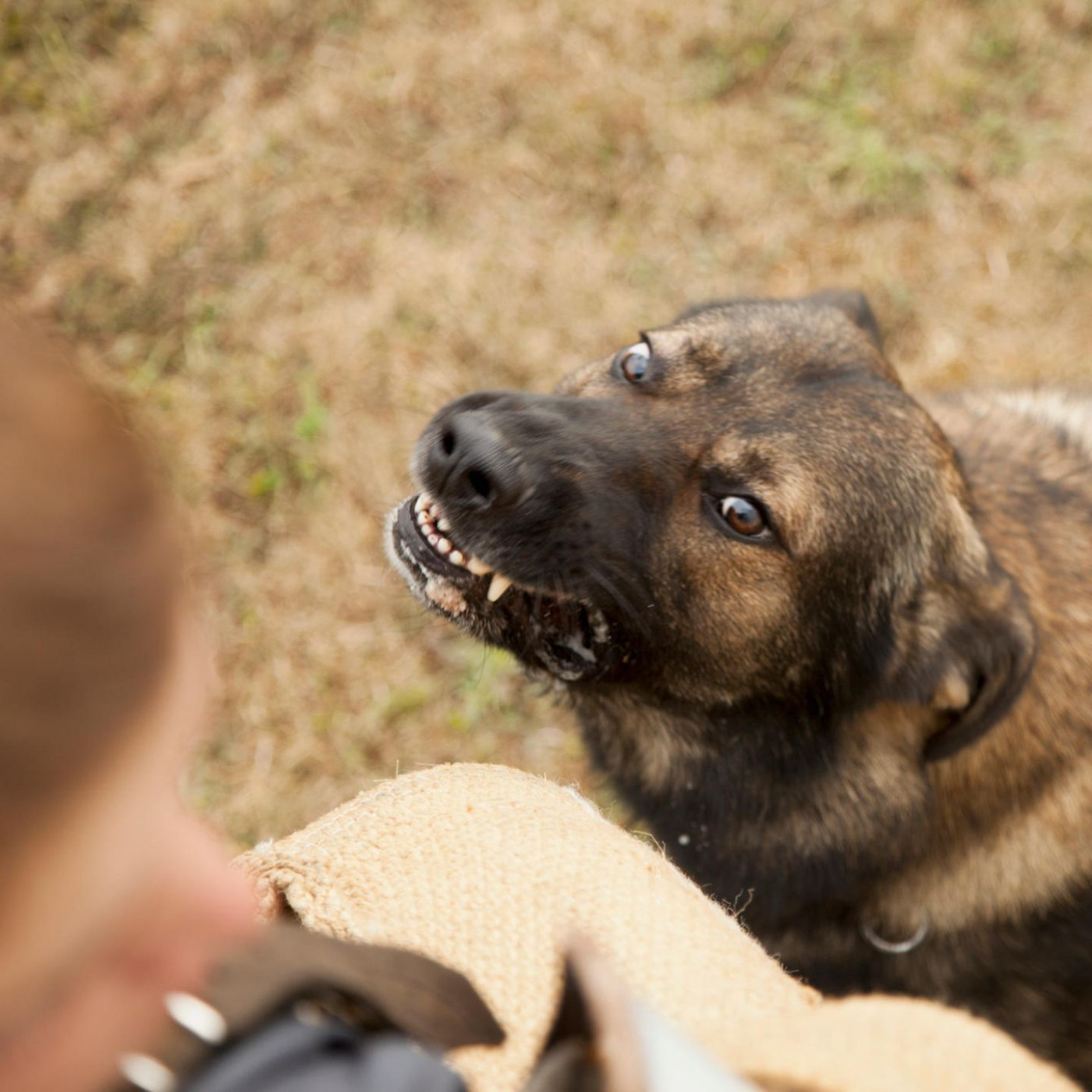 Plötzlich verwirrt und aggressiv: "Werwolfsyndrom" bei Hunden erkennen