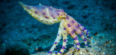 Ahnungsloser Tourist spielt mit einem der t&ouml;dlichsten Tiere der Welt