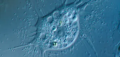 Neu entdeckte Am&ouml;be befeuert die Suche nach au&szlig;erirdischem Leben