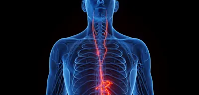 &bdquo;Wenn die Verbindung zum Vagusnerv verloren geht, altert das Herz schneller&ldquo;