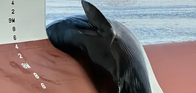 Wissenschaftler r&auml;tseln &uuml;ber toten Wal auf Schiffsbug