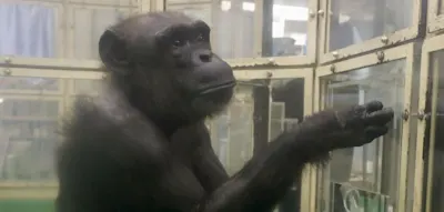 &bdquo;Genie&ldquo;-Schimpansin im Alter von 49 Jahren gestorben
