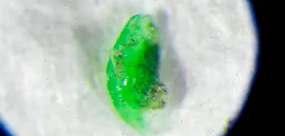 Doch nicht sch&auml;dlich? Forscher bezweifeln Gefahr durch Mikroplastik im K&ouml;rper