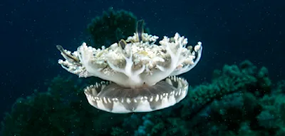 Warum selbst Quallen Schlaf brauchen