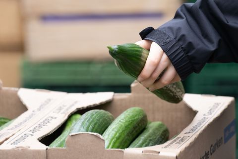 Salatgurken verteuern sich drastisch