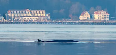 Seltener Besucher &ndash; Finnwal taucht in der Flensburger F&ouml;rde auf