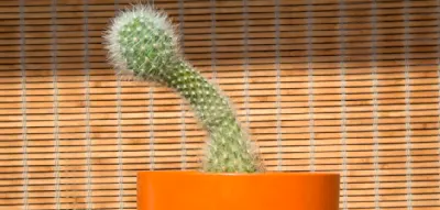 &bdquo;Die ungew&ouml;hnlich gro&szlig;e Gr&ouml;&szlig;e des Penis hat sich zu einem sexuellen Schmuckst&uuml;ck entwickelt&ldquo;