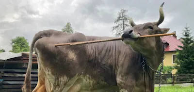 Kuh Veronika benutzt St&ouml;cke, um sich am Po zu kratzen