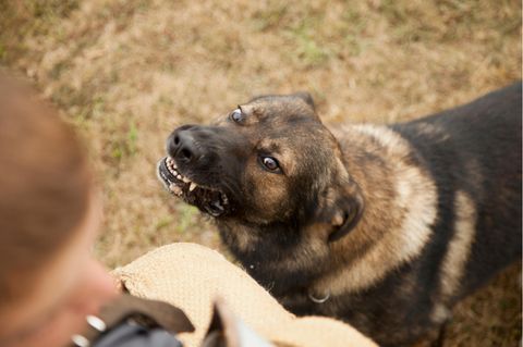 Pl&ouml;tzlich verwirrt und aggressiv: "Werwolfsyndrom" bei Hunden erkennen