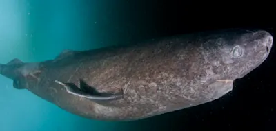 Die Netzhaut von 200 Jahre alten Gr&ouml;nlandhaien offenbart einen bemerkenswerten Befund