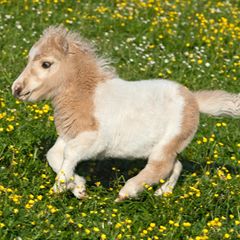 Am kleinsten, am gr&ouml;&szlig;ten, am teuersten: Sieben kuriose Fakten &uuml;ber Pferde