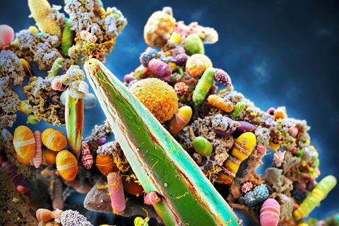 Forscher entschl&uuml;sseln, was den Darm gesund h&auml;lt. Und was ihn &auml;rgert