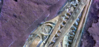 Privatfund entpuppt sich als Flugsaurier mit ungew&ouml;hnlich &bdquo;fleischigen&ldquo; Z&auml;hnen