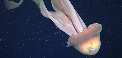 Forscher filmen seltene Qualle von der &bdquo;Gr&ouml;&szlig;e eines Schulbusses&ldquo;