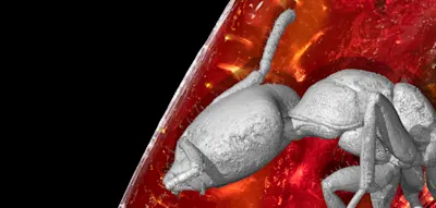 Forscher entdecken 40 Millionen Jahre alte Ameise in Bernstein von Goethe