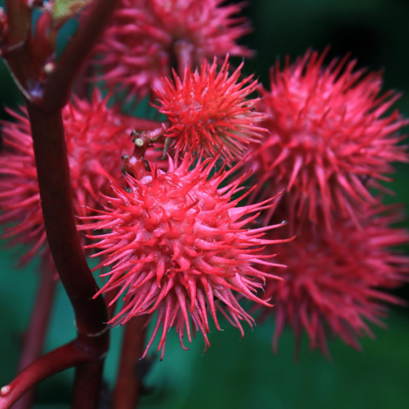 Das sind die t&ouml;dlichsten Gifte der Welt