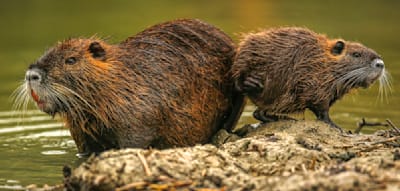 Weshalb Nutrias in Deutschland zunehmend zum Problem werden