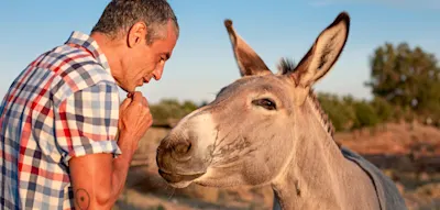 Manager sollten vom Esel lernen &ndash; warum Sturheit manchmal klug ist