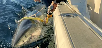 Riesiger Wei&szlig;er Hai taucht nach Monaten wieder auf und begeistert Wissenschaftler