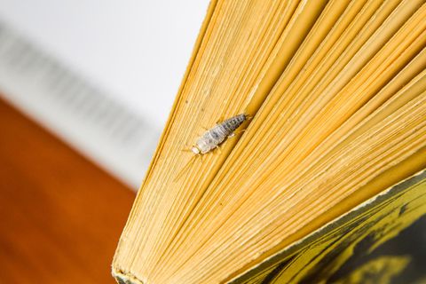 Papierfischchen bek&auml;mpfen &ndash; so werden Sie die lichtscheuen Tiere los