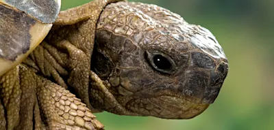 Die Weibchen werden &bdquo;buchst&auml;blich von M&auml;nnchen begraben&ldquo;