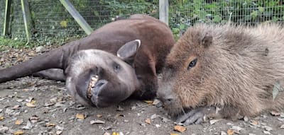 Unzertrennliche Weggef&auml;hrten &ndash; &bdquo;Johnson&ldquo; und &bdquo;Al&ldquo; sterben am selben Tag im Zoo