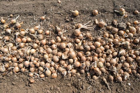 Mehr Bio-Gem&uuml;se aus heimischem Anbau