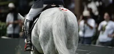 Tierqu&auml;lerei bei Reitturnier &ndash; Kinder bekommen psychologische Unterst&uuml;tzung