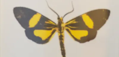 Der BVB hat nun einen Falter f&uuml;r die Fankurve &ndash; und der FC Bayern lacht sich scheckig