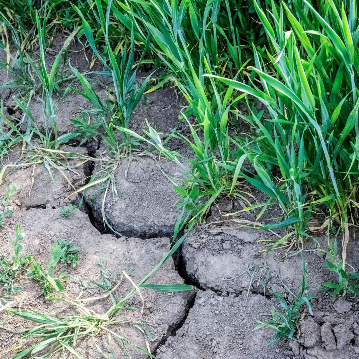 Mehr Tempo f&uuml;rs Klima: Experten fordern rasche EU-Agrarwende