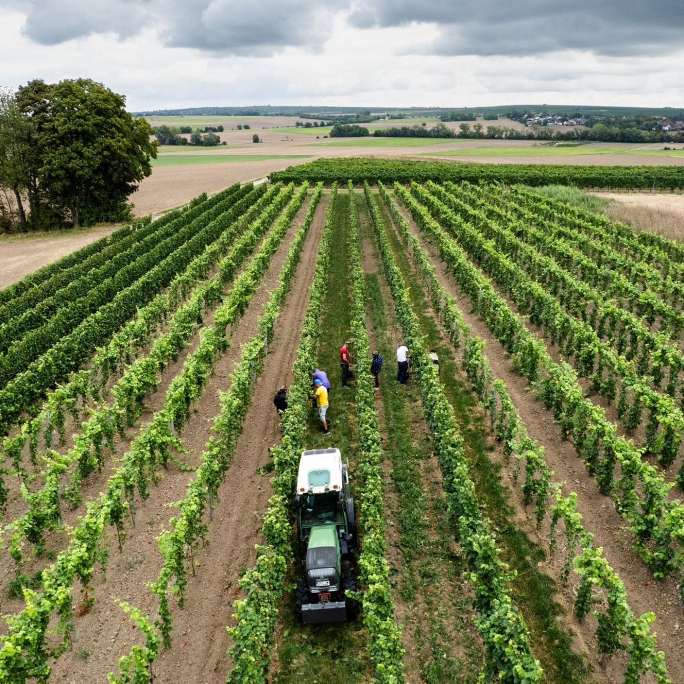 Kleinste Ernte seit 2017: Winzer erzeugen weniger Wein