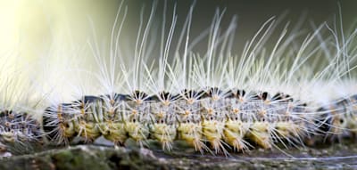 Wie Deutschland sich gegen den Eichenprozessionsspinner r&uuml;stet