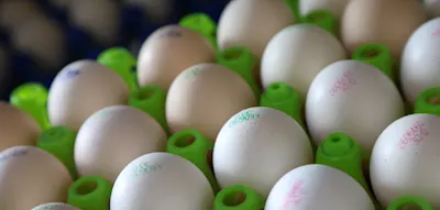 Knappheit droht vor Ostern &ndash; Eier werden rar, Preise bleiben stabil