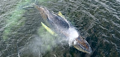 Warum der Wal nicht von seinem Leiden erl&ouml;st werden kann