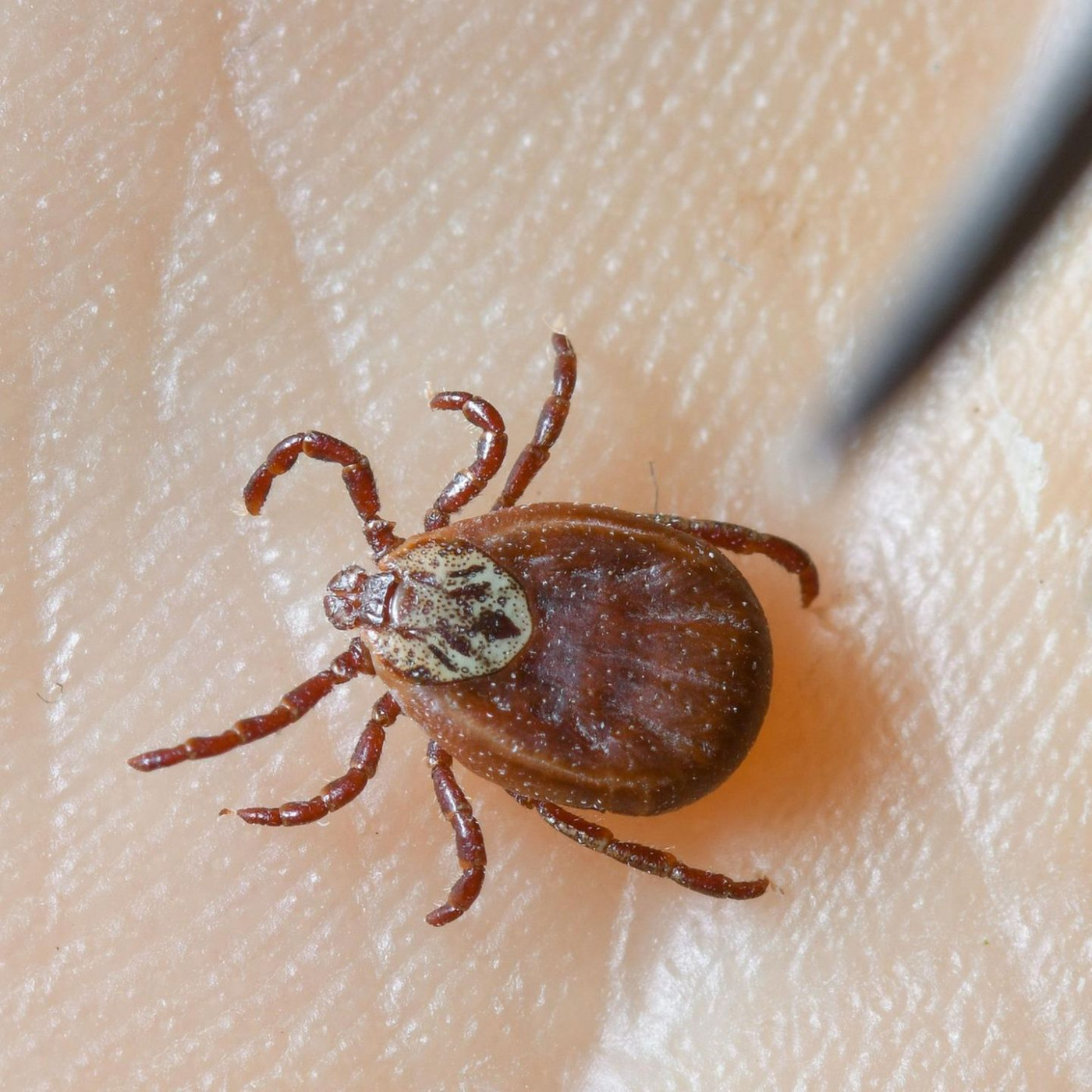 Die Zeckensaison beginnt in Deutschland &ndash; zwei neue Risikogebiete