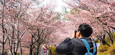Japanischer Wissenschaftler rettet 1200 Jahre alte Kirschbl&uuml;ten-Forschung