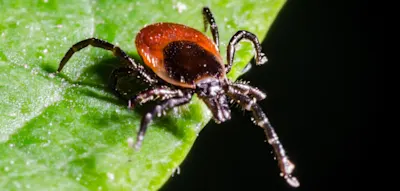 &bdquo;Zecken k&ouml;nnen selbst im eigenen Haus ein Risiko darstellen&ldquo;