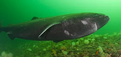 Der Gr&ouml;nlandhai wird bis zu 500 Jahre alt, das gef&auml;hrdet sein &Uuml;berleben