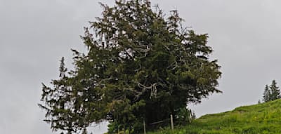 Das R&auml;tsel um den &auml;ltesten Baum Deutschlands