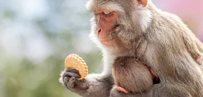 Affen nutzen genialen Trick f&uuml;r ein st&auml;rkeres Mikrobiom