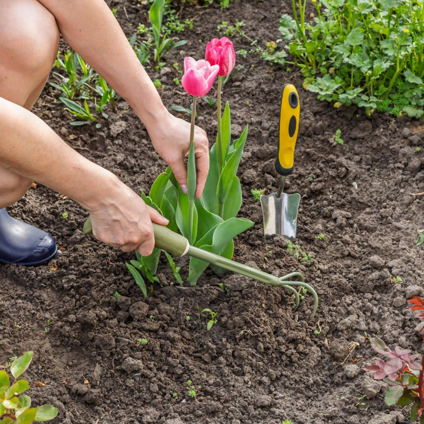 Gef&auml;hrliches Hantavirus lauert bei Gartenarbeit &ndash; worauf Sie achten sollten
