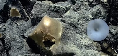 Nach Jahren l&ouml;sen Forscher das R&auml;tsel um die mysteri&ouml;se &bdquo;Goldkugel&ldquo; aus der Tiefsee