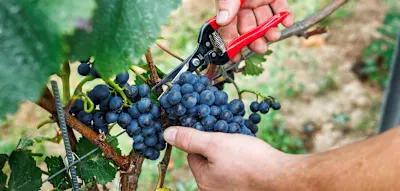 Deutschland beantragt Krisendestillation &ndash;&nbsp;Rot- und Ros&eacute;wein wird zu Biosprit