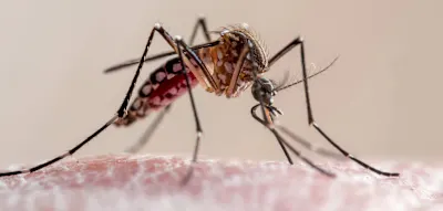 Zwei Tote durch Malaria am Frankfurter Flughafen &ndash; Infektion durch M&uuml;cke