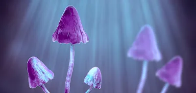 Diese Pilze k&ouml;nnten schwere Folgen von Chemotherapien verhindern