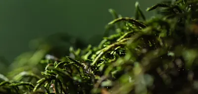 Dieses Unkraut ist in Wahrheit ein Superfood. So wirkt es