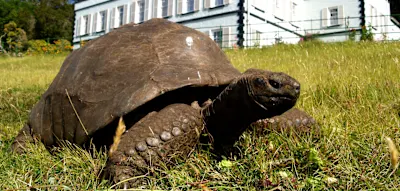 Was die &auml;lteste Landschildkr&ouml;te der Welt &uuml;ber das menschliche Altern verr&auml;t