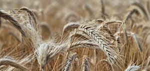 Wie der Klimawandel den Weizen und damit auch das Brot beeinflusst